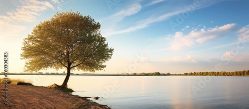 Solitary Tree Stands Majestically at Lakeshore in Tranquil Natural Setting