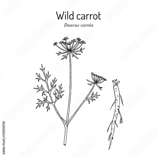 Wild carrot or Queen Annes lace (Daucus carota), medicinal and edible plant