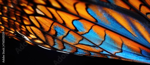 Vibrant Macro Photography of Multicolored Butterfly Wing in Detailed Close-Up Shot