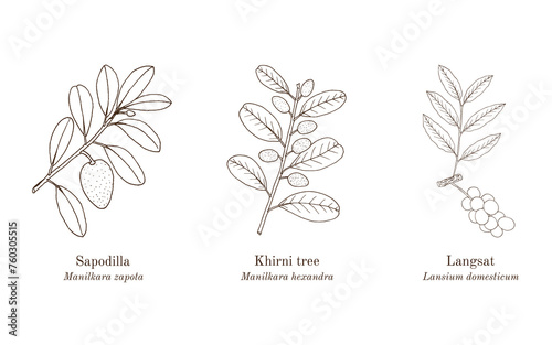 Collection of edible and medicinal plants