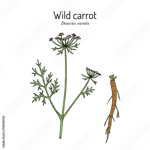 Wild carrot or Queen Annes lace (Daucus carota), medicinal and edible plant photo