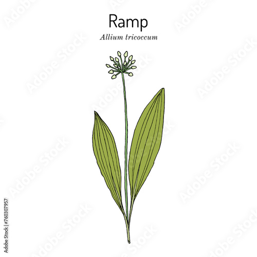 Wood Leek, or Ramp (Allium tricoccum), medicinal and edible plant. Hand drawn vector illustration