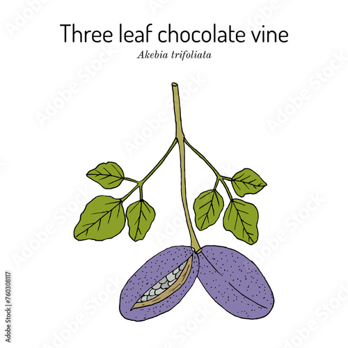 Three leaf chocolate vine (Akebia trifoliata), medicinal and edible plant