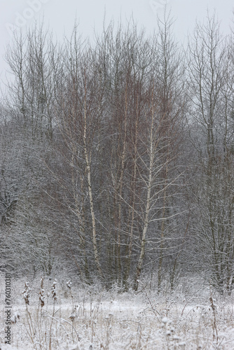 Forest thicket in the winter season.
