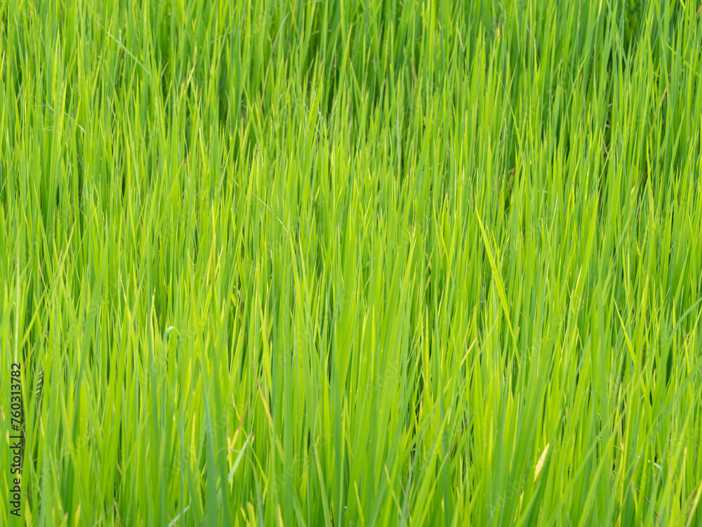 Thai Jasmine Rice Field in The Afternoon Thai Jasmine Rice Field in The Afternoon