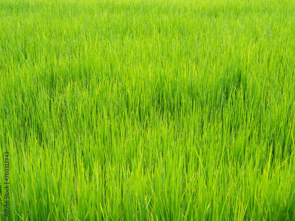 Thai Jasmine Rice Field in The Afternoon