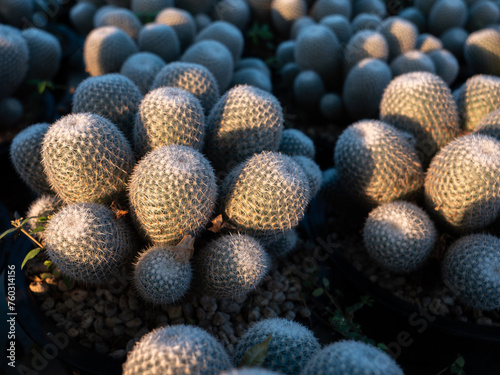 Cactus in Pots in The Yellow Sunshine