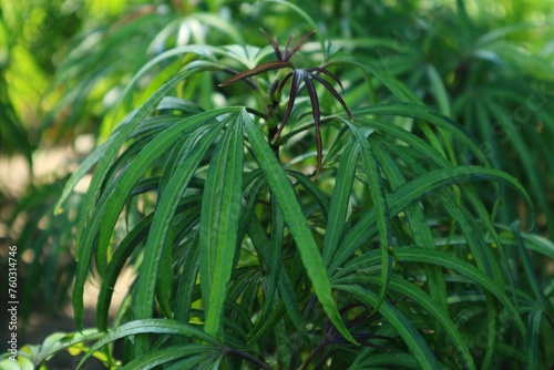 Green leaf plants with long leaf on the park. Almost similar shape with podocarpus henkelii.