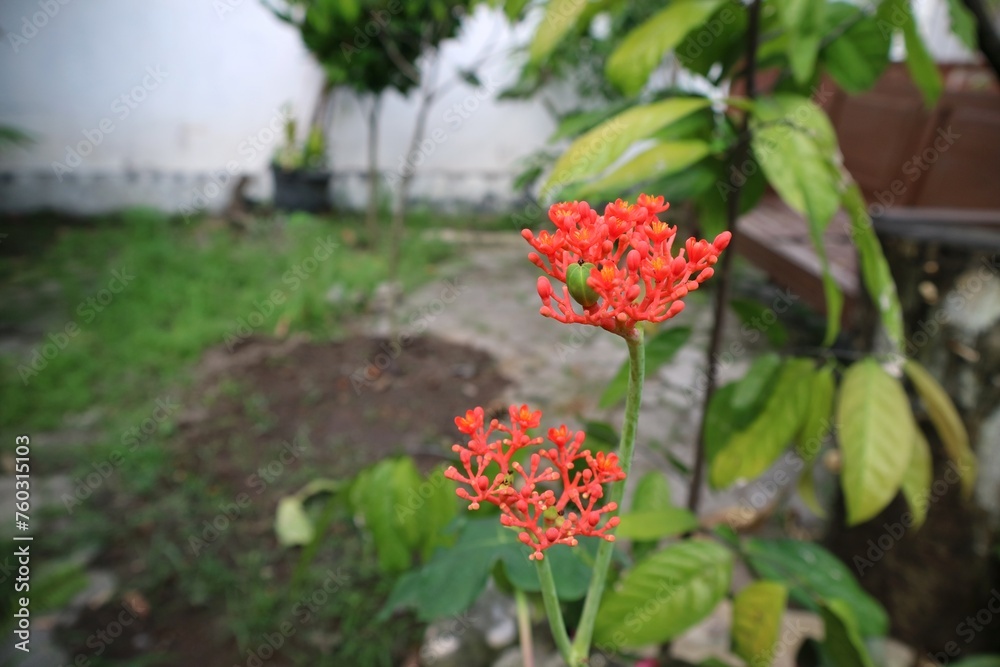 Jatropha Podagrica flowers in bright red on the nature garden.
Jatropha Podagrica flowers in bright red on the nature garden.