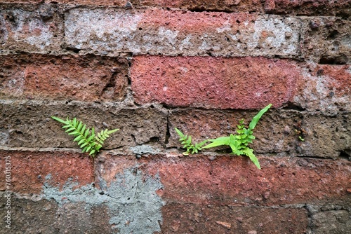 Ferns growing through a historic brick wall at near Masjid Gedhe, Kotagede, Yogyakarta. photo