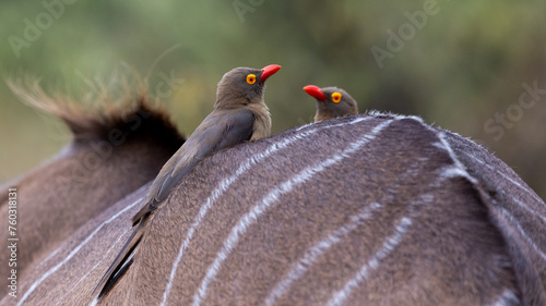 Schilderij op canvas Red-billed oxpeckers on a kudu