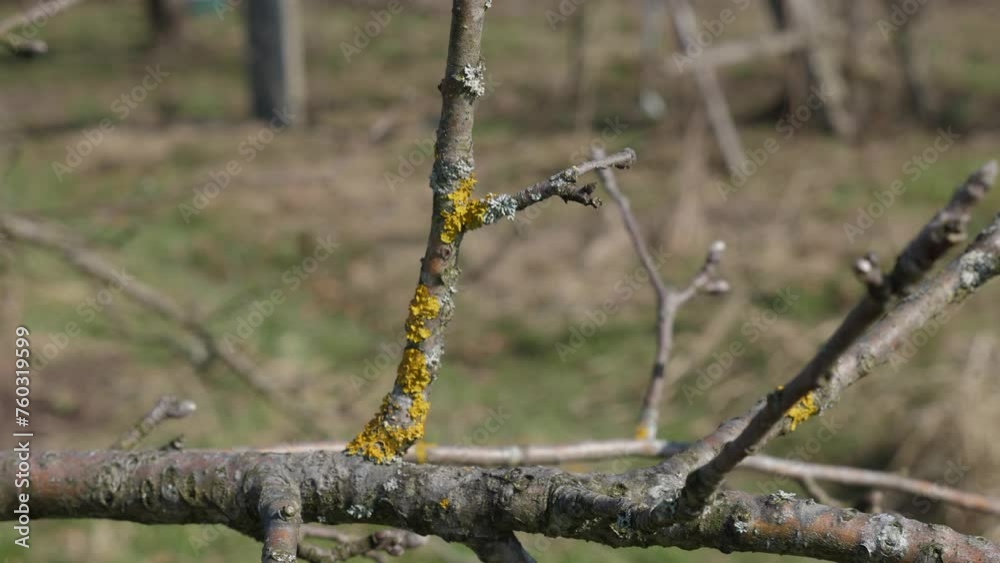 Lichens on the branches of fruit trees are whitened with lime. Gardening. Spring garden care. Lichens on the branches of fruit trees are whitened with lime. Gardening. Spring garden care.