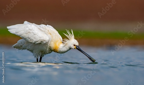 Eurasian Spoonbill (Platalea leucorodia) is a wetland bird that lives in suitable habitats in Asia, Europe and Africa. It is a rare species. I took this photo at Diyarbakır Kabakli Pond.