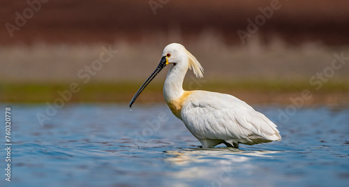 Eurasian Spoonbill (Platalea leucorodia) is a wetland bird that lives in suitable habitats in Asia, Europe and Africa. It is a rare species. I took this photo at Diyarbakır Kabakli Pond.