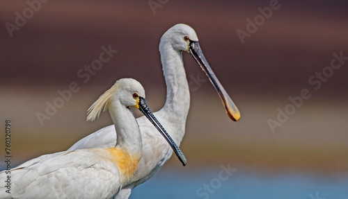 Eurasian Spoonbill (Platalea leucorodia) is a wetland bird that lives in suitable habitats in Asia, Europe and Africa. It is a rare species. I took this photo at Diyarbakır Kabakli Pond.