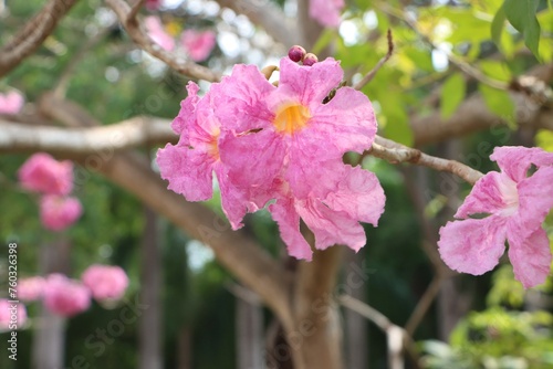Close-up of tabebuia rosea flower blooming in the garden, known as rosy trumpet tree.