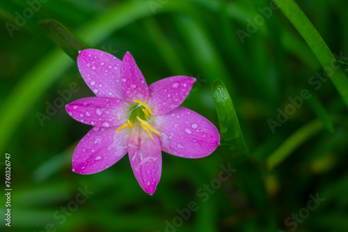 Close up of Zephyranthes minuta flower. Pink color Zephyranthes minuta flower in garden with water droplets after get rain photo