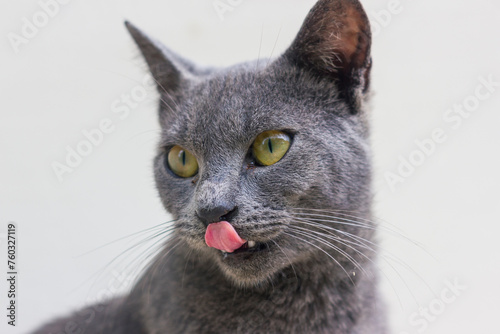 Εκτύπωση καμβά Close up of Korat cat is sticking out of tongue