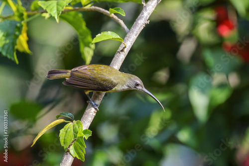 little spiderhunter is a species of long-billed nectar-feeding bird in the family Nectariniidae found in the moist forests of South and Southeast Asia.  photo