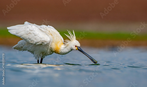 Eurasian Spoonbill (Platalea leucorodia) is a wetland bird that lives in suitable habitats in Asia, Europe and Africa. It is a rare species. I took this photo at Diyarbakır Kabakli Pond.