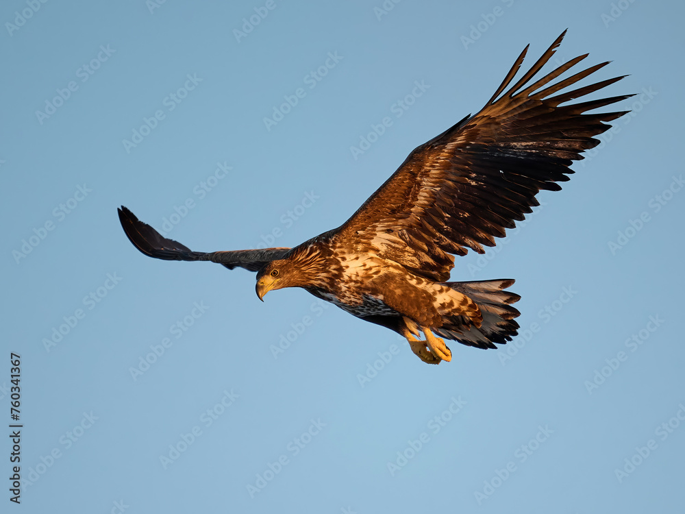 Fototapeta premium White-tailed eagle (haliaeetus albicilla)