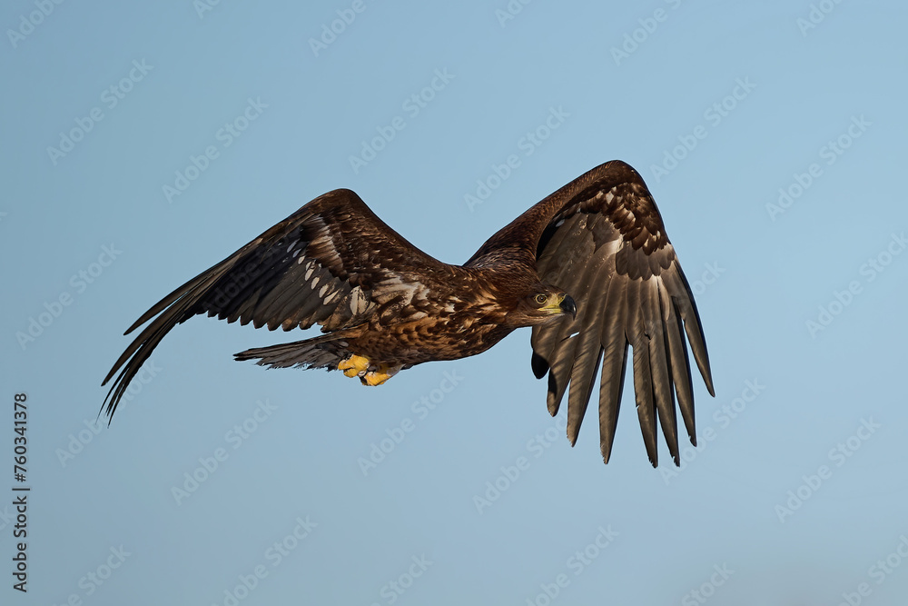 Obraz premium White-tailed eagle (haliaeetus albicilla)