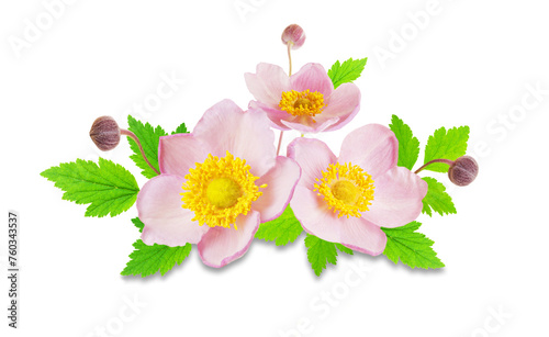 Anemone flower closeup on white background. Pink flower anemones isolated on white