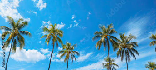 Palm Trees agenst the sky photo