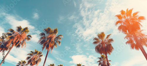 Palm Trees agenst the sky ©  Mohammad Xte