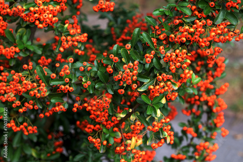 A bunch of red firethorn  Pyracantha coccinea  berries