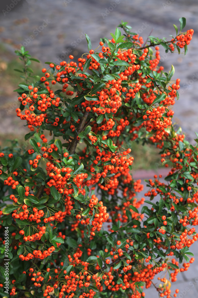 A bunch of red firethorn (Pyracantha coccinea) berries
