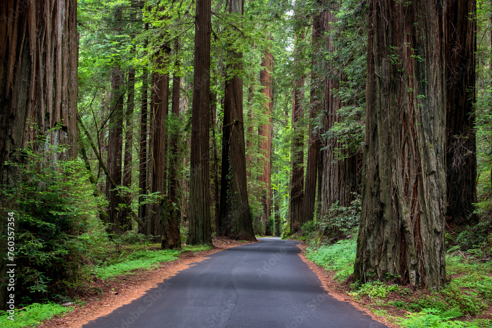 Obraz premium Journey through California's majestic Redwood country, where towering giants whisper tales of time and resilience.