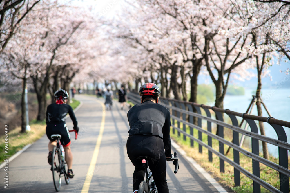 View of the peoples riding on the bicycles on the street with cherry blossoms in spring