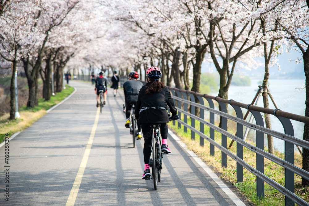 View of the peoples riding on the bicycles on the street with cherry blossoms in spring