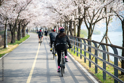 View of the peoples riding on the bicycles on the street with cherry blossoms in spring © 안구정화