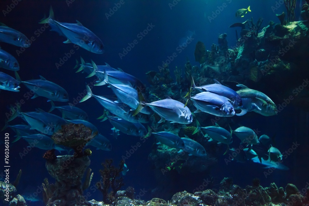 Fototapeta premium coral reef and fishes