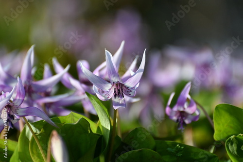 	春の陽光を浴びる紫色のカタクリの花