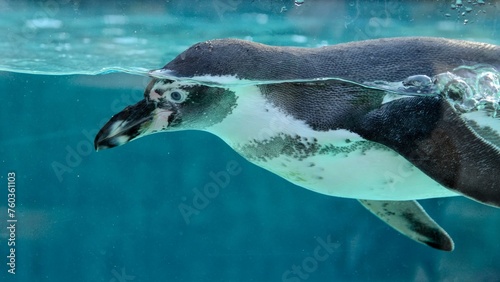 penguin swimming in the water photo