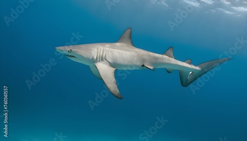 A Hammerhead Shark Swimming In A Tight Formation W Upscaled 3 © Sumaira