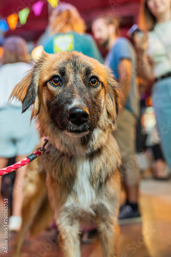 Portrait of a dog on the party indoors with people celebrating bokeh background