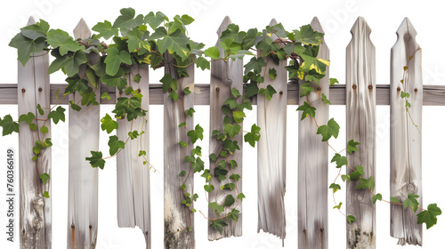 Old wooden garden fence overgrown with green ivy plants. Transparent background