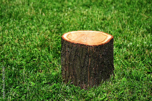 Wooden cross section of a tree trunk on a background of green grass.