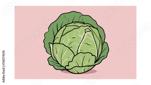 green cabbage isolated on purple, vector illustration