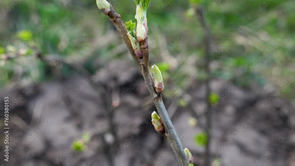 A young currant shoot. Currant bush. Garden care. Gardening. A young currant shoot. Currant bush. Garden care. Gardening.
