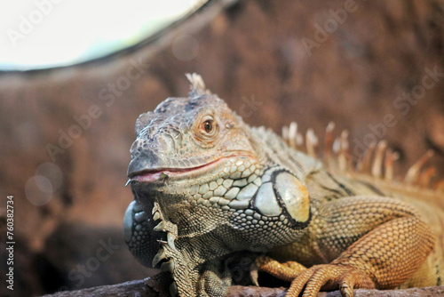 iguana on a branch