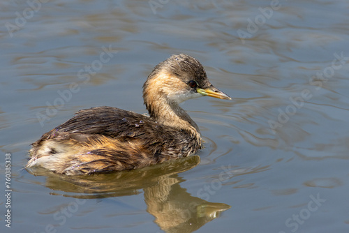 Dabchick or little grebe in Africa