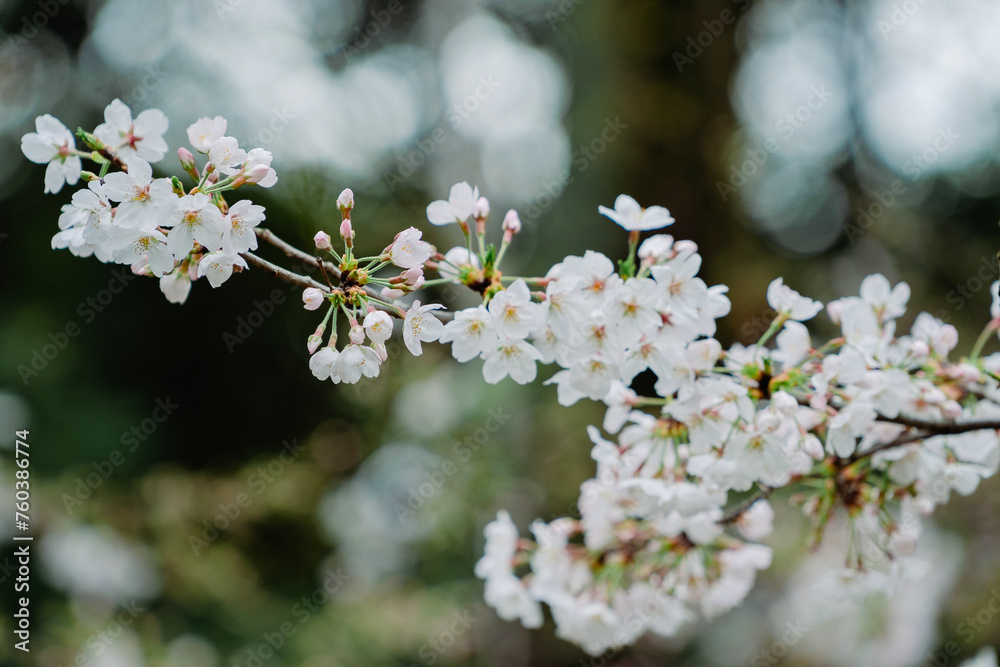 東京の公園に咲く桜の花