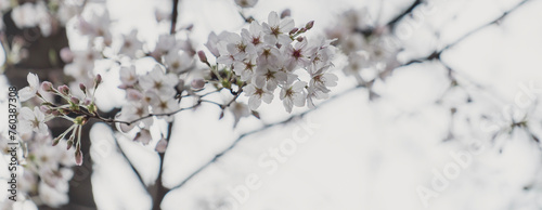 東京の公園に咲く桜の花 photo