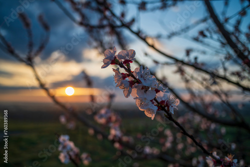 blossoms on a brach at sunrise photo