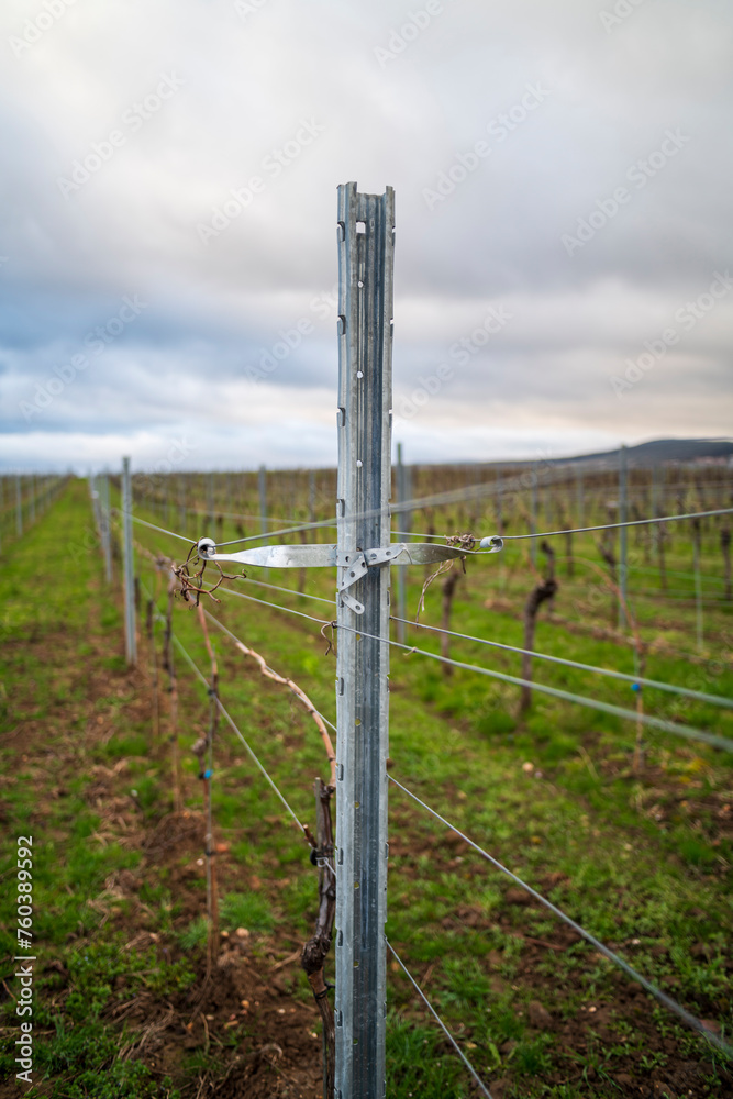 Obraz premium wire in a vineyard, shallow depth of field